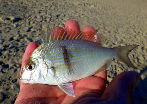Longspine Porgy