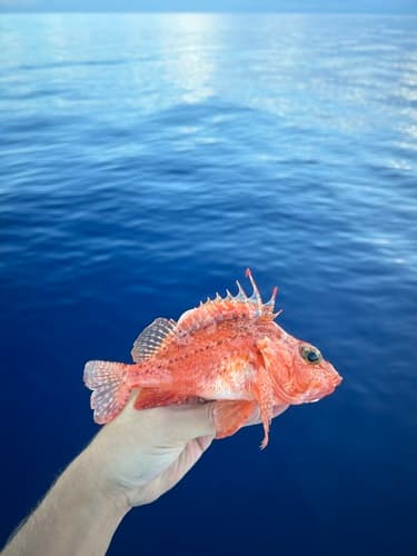 Longspine Scorpionfish
