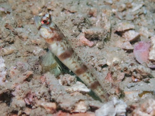 Longspine Shrimpgoby