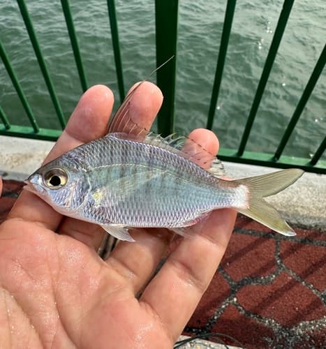 Longspine Silverbiddy