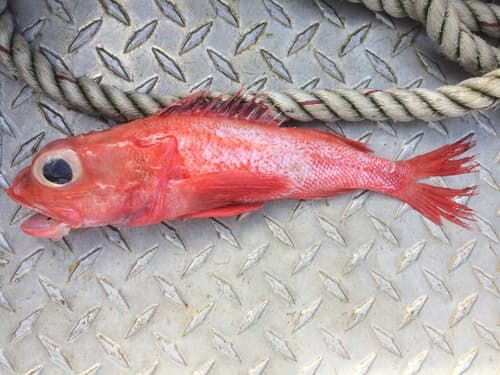 Longspine Thornyhead