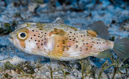 Longspined Porcupinefish