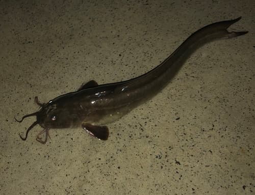 Longtail Catfish