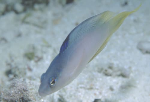 Longtail Dottyback