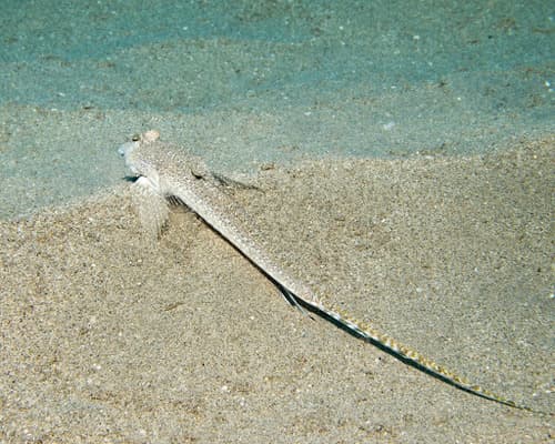 Longtail Dragonet