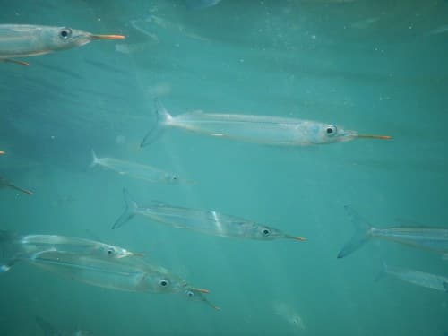 Longtail Garfish