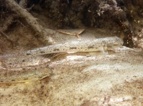 Longtail Goby