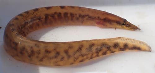 Longtail Spiny Eel