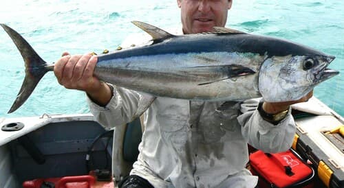 Longtail Tuna