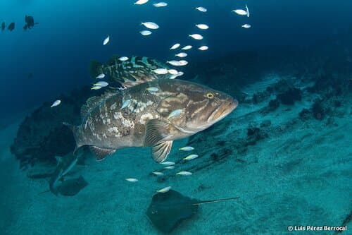 Longtooth Grouper