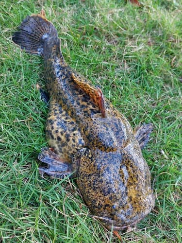 Apure Toad Catfish