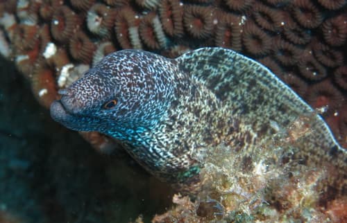 Lord Howe Moray