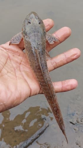 Loricariichthys brunneus