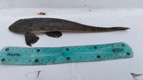 Loricariichthys labialis