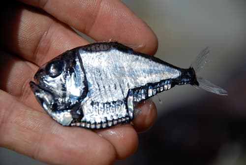 Lowcrest Hatchetfish