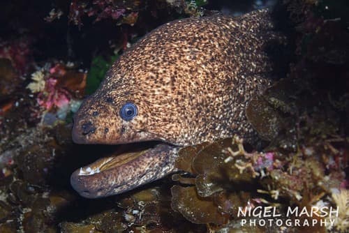 Lowfin Moray