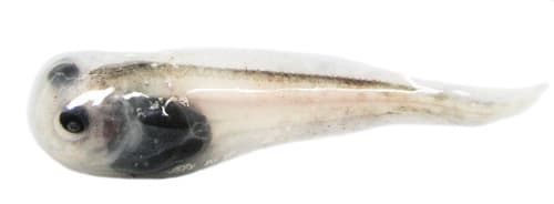 Lowfin Snailfish