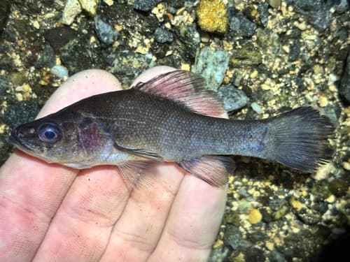 Lowland Pirate Perch