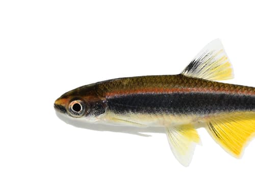 Lowland Shiner