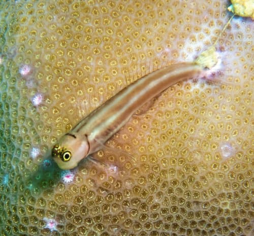 Lubbock's Blenny