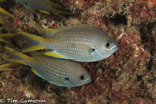 Lubbock's Chromis