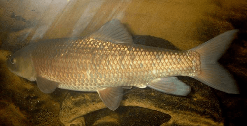 Moroccan Barbel