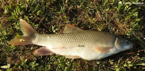 Numidian Barbel
