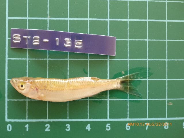 Bleeker's Flying Barb