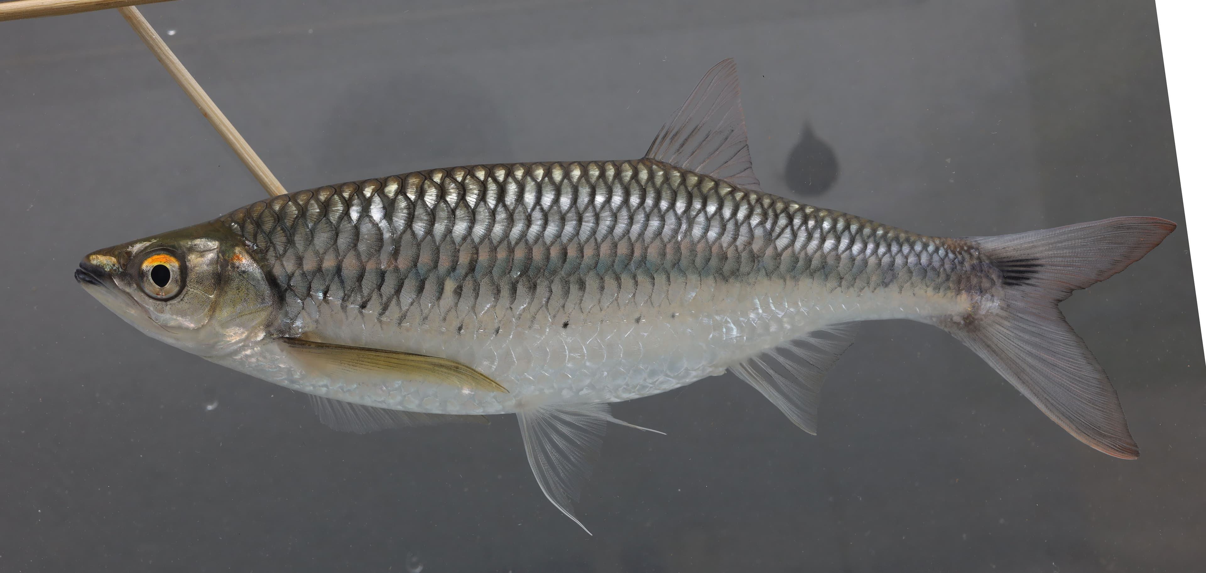 Bleeker's Flying Barb