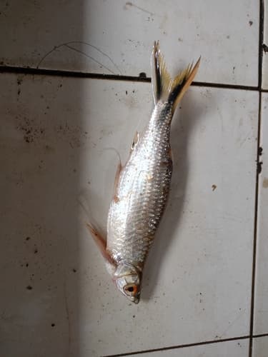 Three-lined Luciosoma