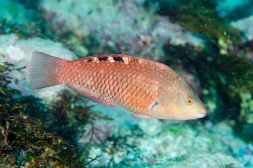 Luculent Wrasse