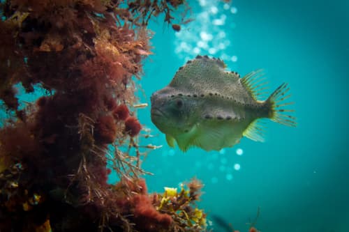 Lumpfish