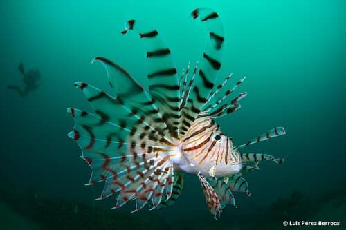 Luna Lionfish