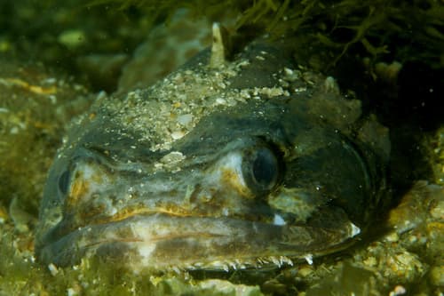 Lusitanian Toadfish