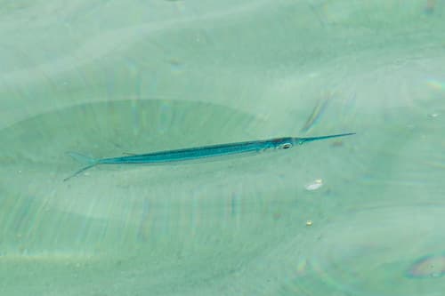Lutke's Halfbeak