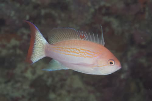 Luzon Anthias