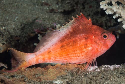 Lyretail Hawkfish