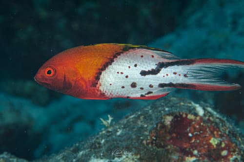 Lyretail Hogfish