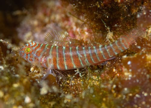 Lythrypnus rhizophora