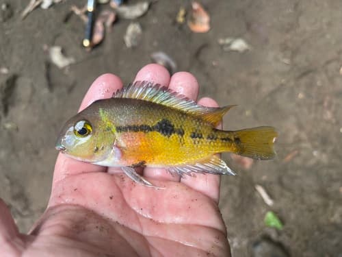 Macaw Cichlid