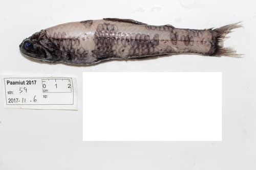 MacDonald's Lanternfish