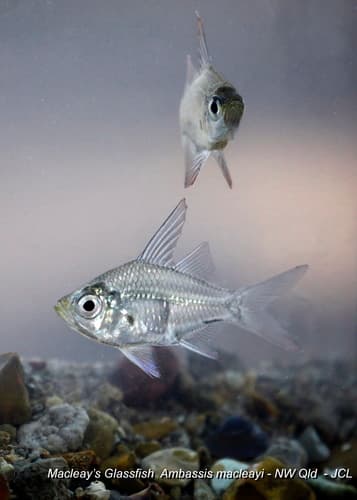 Macleay's Glassfish