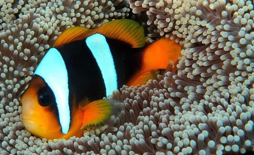 Madagascar Anemonefish