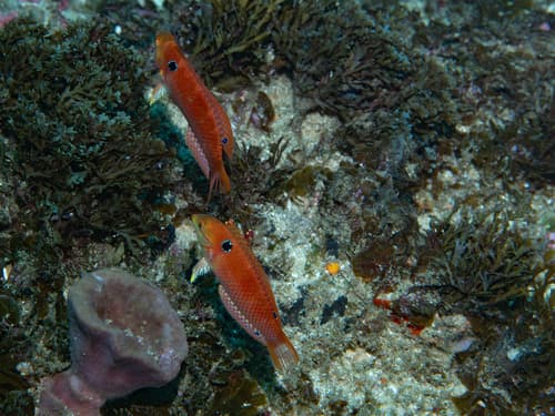 Madagascar Wrasse