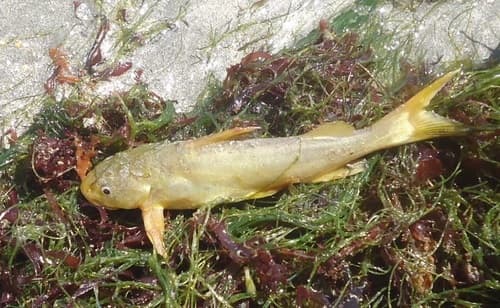 Madamango Sea Catfish