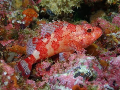 Madeira Scorpionfish