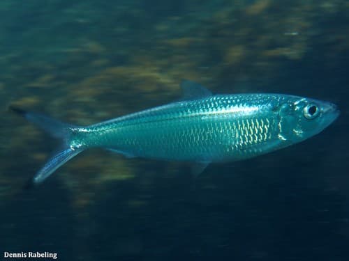 Madeiran Sardinella