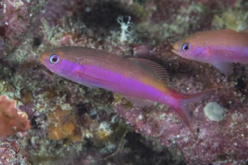 Magenta Slender Anthias