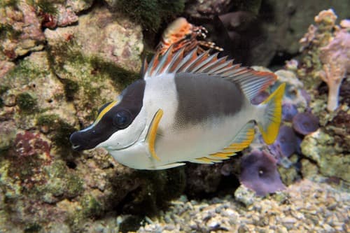 Magnificent Rabbitfish