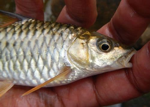 Malabar Mahseer
